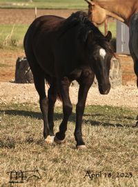 Pocowood Hancock's 2021 Black filly- UNDER CONTRACT   SALE PENDING